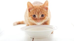 Как выбрать подходящий лоток для котенка?