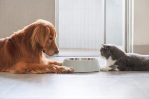 Плюсы сухого корма для кошек и собак