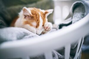 Почему кот дрожит и что делать?