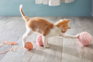 Почему у котенка ломаются усы и что с этим делать?